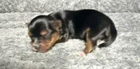 Traditional Boy , a male Yorkshire Terrier for sale in Shreveport, LA – 1 of 7