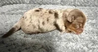 Chocolate Merle Boy, a male Yorkshire Terrier for sale in Shreveport, LA – 3 of 8