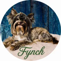 Full suited Chocolate Sable Brindle Boy, a male Yorkshire Terrier for sale in Shreveport, LA – 6 of 7
