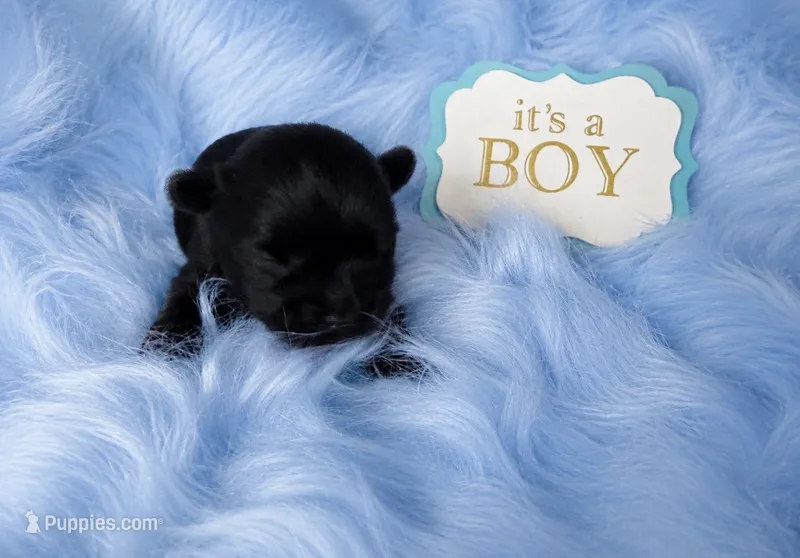 KB Black Boy – Yorkshire Terrier puppy for sale in Shreveport, LA