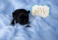 KB Black Boy, a male Yorkshire Terrier for sale in Shreveport, LA – 1 of 4
