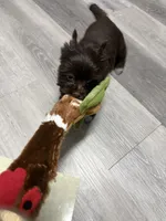 Arrax: Small KB Dark Chocolate Boy, a male Yorkshire Terrier for sale in Shreveport, LA – 7 of 10