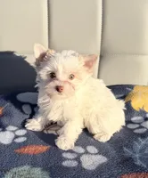 Extreme white blonde chocolate parti, a female Yorkshire Terrier for sale in Shreveport, LA – Photo 3 of 7