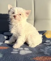 Extreme white blonde chocolate parti, a female Yorkshire Terrier for sale in Shreveport, LA – Photo 2 of 7