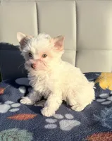 Extreme white blonde chocolate parti, a female Yorkshire Terrier for sale in Shreveport, LA – Photo 1 of 7