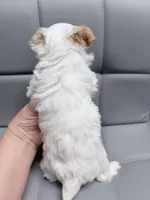 Extreme white blonde chocolate parti, a female Yorkshire Terrier for sale in Shreveport, LA – Photo 6 of 9