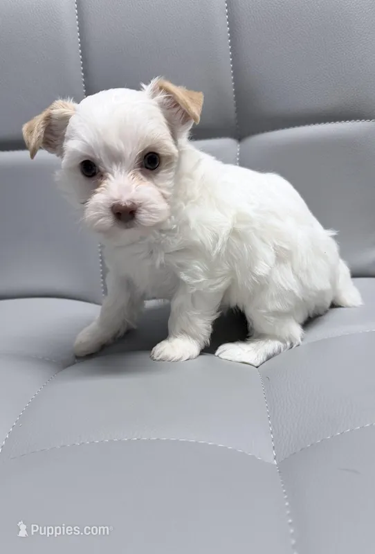 Extreme white blonde chocolate parti – Yorkshire Terrier puppy for sale in Shreveport, LA