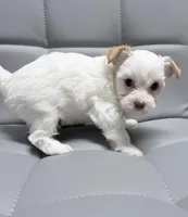 Extreme white blonde chocolate parti, a female Yorkshire Terrier for sale in Shreveport, LA – Photo 3 of 9