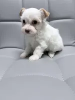 Extreme white blonde chocolate parti, a female Yorkshire Terrier for sale in Shreveport, LA – Photo 7 of 9