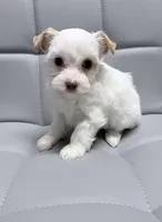 Extreme white blonde chocolate parti, a female Yorkshire Terrier for sale in Shreveport, LA – Photo 4 of 9