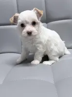 Extreme white blonde chocolate parti, a female Yorkshire Terrier for sale in Shreveport, LA – Photo 2 of 9