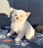 Extreme white blonde chocolate parti, a female Yorkshire Terrier for sale in Shreveport, LA – Photo 4 of 7