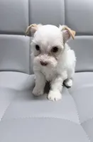 Extreme white blonde chocolate parti, a female Yorkshire Terrier for sale in Shreveport, LA – Photo 5 of 9