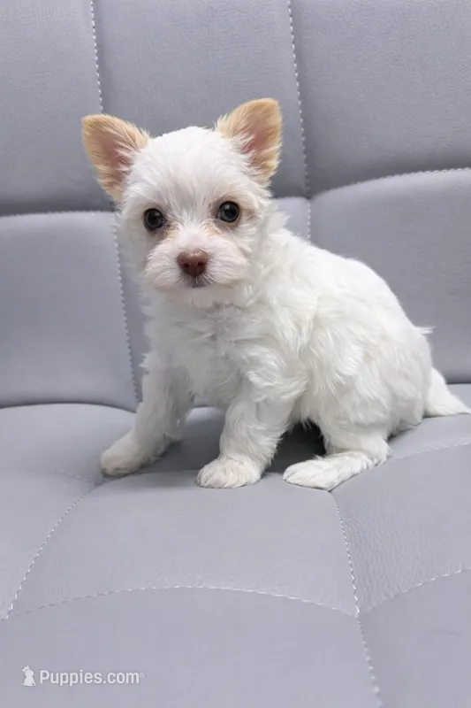Extreme white blonde chocolate parti – Yorkshire Terrier puppy for sale in Shreveport, LA