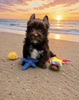 NOVA: KB Chocolate Girl , a female Yorkshire Terrier for sale in Shreveport, LA – 3 of 10
