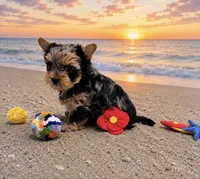 Merle Girl, a female Yorkshire Terrier for sale in Shreveport, LA – 2 of 10
