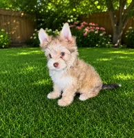 Chocolate Sable Yorkie Boy, a male Yorkshire Terrier for sale in Shreveport, LA – 2 of 3