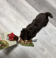 Arrax: Small KB Dark Chocolate Boy, a male Yorkshire Terrier for sale in Shreveport, LA – 4 of 10