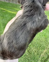 KB Chocolate Girl , a female Yorkshire Terrier for sale in Shreveport, LA – 9 of 9