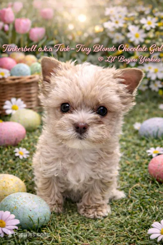 Teacup Blonde Chocolate Girl – Yorkshire Terrier puppy for sale in Shreveport, LA
