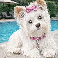 Teacup Blonde Chocolate Girl, a female Yorkshire Terrier for sale in Shreveport, LA – Photo 2 of 3