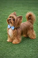 Teacup Blonde Chocolate Girl, a female Yorkshire Terrier for sale in Shreveport, LA – Photo 3 of 3