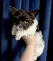 Eli AKC KB Chocolate Parti, a male Yorkshire Terrier for sale in Shreveport, LA – Photo 6 of 10