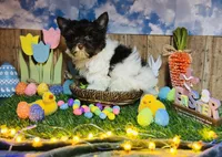 Eli AKC KB Chocolate Parti, a male Yorkshire Terrier for sale in Shreveport, LA – Photo 3 of 10