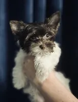 Eli AKC KB Chocolate Parti, a male Yorkshire Terrier for sale in Shreveport, LA – Photo 1 of 10