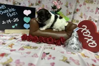 Eli AKC KB Chocolate Parti, a male Yorkshire Terrier for sale in Shreveport, LA – Photo 10 of 10