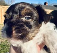 Eli AKC KB Chocolate Parti, a male Yorkshire Terrier for sale in Shreveport, LA – Photo 8 of 10