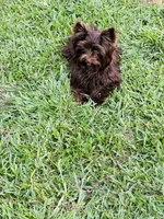 KB Chocolate Female, a female Yorkshire Terrier for sale in Shreveport, LA – 3 of 5