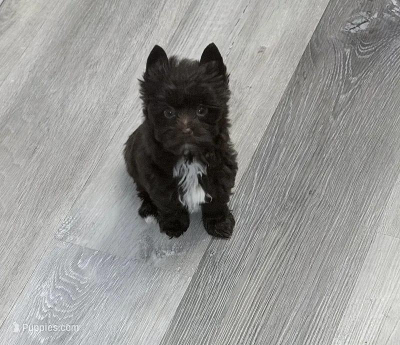 Arrax: Small KB Dark Chocolate Boy – Yorkshire Terrier puppy for sale in Shreveport, LA