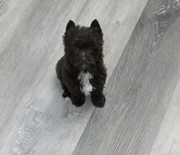 Arrax: Small KB Dark Chocolate Boy, a male Yorkshire Terrier for sale in Shreveport, LA – 1 of 10