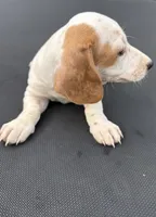 Red piebald 2, a male Miniature Dachshund for sale in Carthage, MS – 2 of 5