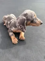 Silver dapple mini dachshund , a male Miniature Dachshund for sale in Carthage, MS – 6 of 6