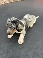 Silver dapple and tan piebald , a female Miniature Dachshund for sale in Carthage, MS – 8 of 10