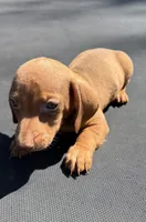Red, a male Miniature Dachshund for sale in Carthage, MS – 2 of 2