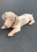 Isabella dapple and tan pie bald , a male Miniature Dachshund for sale in Carthage, MS – 1 of 4