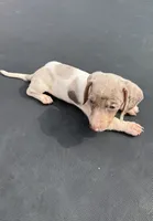 Isabella dapple and tan pie bald , a male Miniature Dachshund for sale in Carthage, MS – 4 of 4