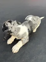 Silver dapple and tan piebald , a female Miniature Dachshund for sale in Carthage, MS – 3 of 10