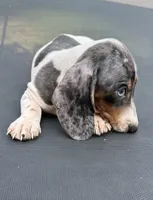Silver dapple and tan mini dachshund , a male Miniature Dachshund for sale in Carthage, MS – 4 of 9