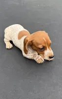 Gill’s mini dachshund , a female Miniature Dachshund for sale in Carthage, MS – 3 of 7