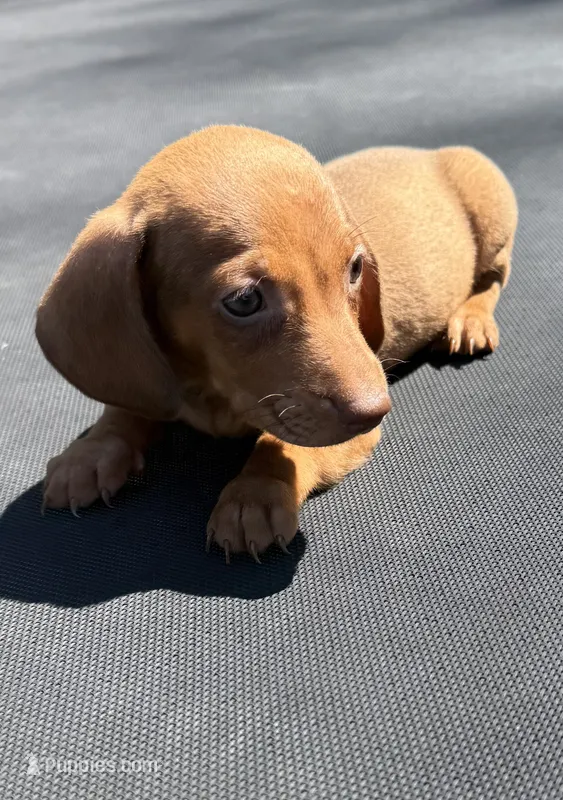 Red – Miniature Dachshund puppy for sale in Carthage, MS