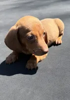 Red, a male Miniature Dachshund for sale in Carthage, MS – 1 of 2