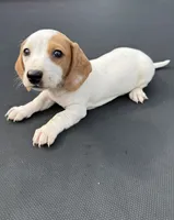 Red piebald 2, a male Miniature Dachshund for sale in Carthage, MS – 5 of 5