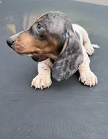 Silver dapple and tan mini dachshund , a male Miniature Dachshund for sale in Carthage, MS – 5 of 9