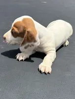 Mini dachshund , a male Miniature Dachshund for sale in Carthage, MS – 4 of 5