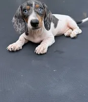 Silver dapple and tan mini dachshund , a male Miniature Dachshund for sale in Carthage, MS – 6 of 9
