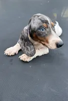Silver dapple and tan mini dachshund , a male Miniature Dachshund for sale in Carthage, MS – 2 of 9